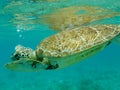 Close up of Green Sea Turtle (Chelonia mydas) Swimming.