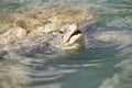 Close-up of green sea turtle Royalty Free Stock Photo