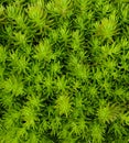 close up of green sedum lineare plant(carpet sedum) as background. Royalty Free Stock Photo