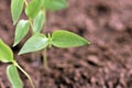 Close-up of green seedling growing plant out of soil Royalty Free Stock Photo