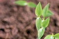 Close-up of green seedling growing plant out of soil Royalty Free Stock Photo