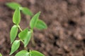 Close-up of green seedling growing plant out of soil Royalty Free Stock Photo