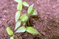 Close-up of green seedling growing plant out of soil Royalty Free Stock Photo