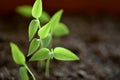 Close-up of green seedling growing plant out of soil Royalty Free Stock Photo