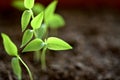 Close-up of green seedling growing plant out of soil Royalty Free Stock Photo