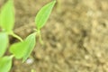 Close-up of green seedling growing plant out of soil Royalty Free Stock Photo