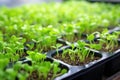 close-up of green seedlings in greenhouse trays