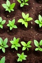 green seedlings growing in the garden , Ai Generated