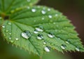 Close-up of a green, serrated leaf with multiple water droplets Royalty Free Stock Photo