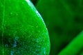 Close-up of the green sheet. Money tree close-up Royalty Free Stock Photo