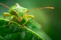 A close-up of a green shield bug with dew drops on its back, perched on a green leaf Royalty Free Stock Photo