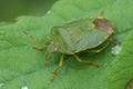 Green Shield Bug Palomena prasina on Leaf with Water Droplets