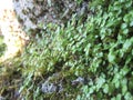 Close Up of Green Shrubs, Moss and Rock