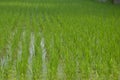 Close up of green small rice plants sowed in rows in an agricultural field of West Bengal, Indian, selective focusing