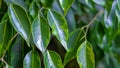 Close up of green, smooth, bright leaves of the Weeping fig`s, Ficus benjamina