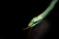 Close up on green snake on black background Royalty Free Stock Photo