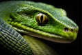 Close up of a green snake on black background. Animal concept. Royalty Free Stock Photo