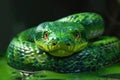 Close up of a green snake on a leaf, suitable for nature and wildlife concepts Royalty Free Stock Photo