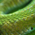 Close-up of Green Snake Scales