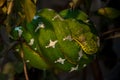 Close up green snake sleeping wrapped on tree branch Royalty Free Stock Photo