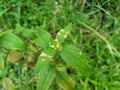 Close up green spermacoce assurgens Borreria assurgens, Spermacoce remota, Spermacoce suffrutescens with natural background. Royalty Free Stock Photo