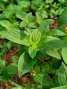 Close up green spermacoce assurgens Borreria assurgens, Spermacoce remota, Spermacoce suffrutescens with natural background. Royalty Free Stock Photo