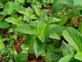 Close up green spermacoce assurgens Borreria assurgens, Spermacoce remota, Spermacoce suffrutescens with natural background. Royalty Free Stock Photo