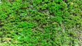 Close-up green sphagnum moss