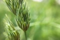 Close up of green spica on defocused background