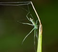 Close up Green Spider Camouflage on the Grass, Selective Focus a