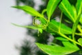 Close up of a green spider hanging on by a leaf with a single thread Royalty Free Stock Photo