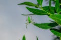 Close up of a green spider hanging on by a leaf with a single thread Royalty Free Stock Photo