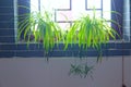 Spider plant Royalty Free Stock Photo