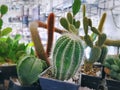 Green Spiky Potted Cactus Plant with Selective Focus Royalty Free Stock Photo