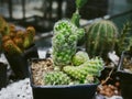 Green Spiky Potted Cactus Plant with Selective Focus Royalty Free Stock Photo