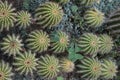 CLOSE UP OF GREEN SPINY SUCCULENT CACTUS. HIGH ANGLE VIEW.