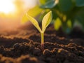 Close up of green sprout breaks out of the soil in the light of the dawn sun Royalty Free Stock Photo
