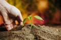 Close up green sprout peeked out of ground, next to man hand unrecognizable touching soil.