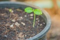 Close up green sprout plant growing out from soil. Royalty Free Stock Photo