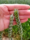 Close up of green stalks of grain against a hand