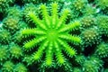 close-up of green star polyps coral Royalty Free Stock Photo