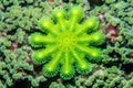 close-up of green star polyps coral Royalty Free Stock Photo