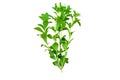 Close up green of  stevia plant is herbal sweetener isolated on white background.Saved with clipping path Royalty Free Stock Photo