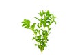 Close up green of stevia plant is herbal sweetener isolated on white background.Saved with clipping path