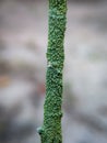 Close up of a green stick