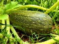 Green Striped Pumpkin Royalty Free Stock Photo