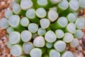 Close up of green, stumped aloe plants. Grouped together, giving a healthy and clean feeling.