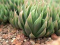 close up of green succulent, cactus Haworthia desert plants with blurred background