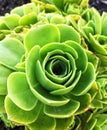 Close up of a green succulent plant