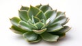 A close-up of a green succulent plant on a white background